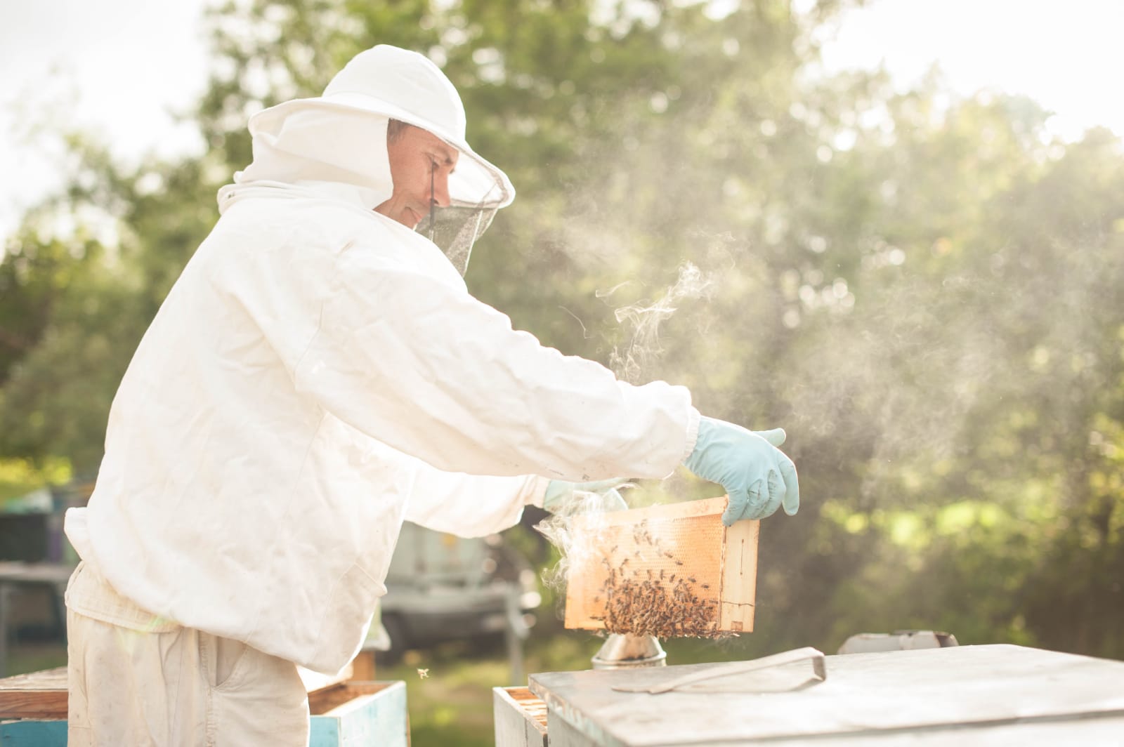 Apicultor