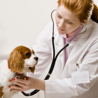 Tehnician veterinar