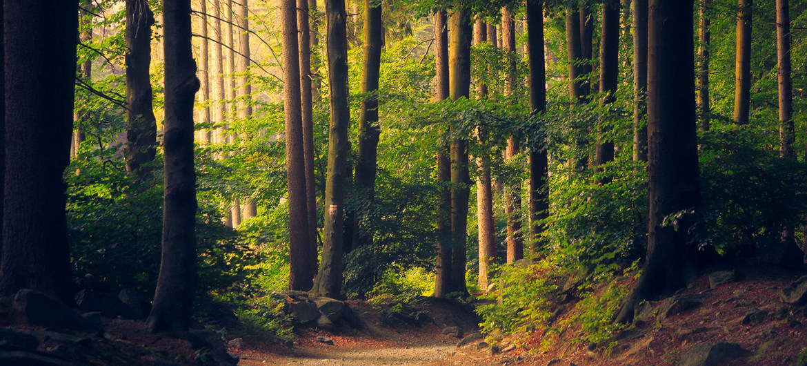 Operator la recoltarea şi toaletarea arborilor forestieri